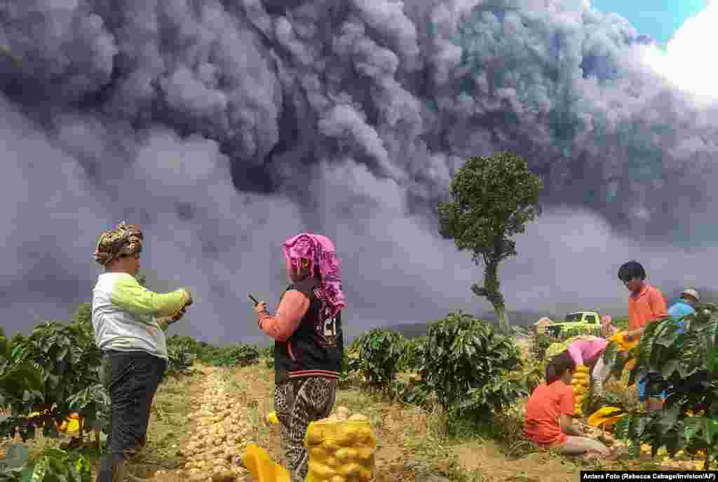 Locals harvest their potatoes as Mount Sinabung spews volcanic ash in Karo, North Sumatra province, Indonesia.