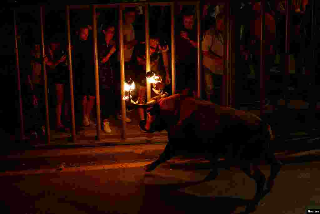 Revelers react to a bull with flaming horns during a festival known as "bou embolat" in Carpesa, northern Valencia, Spain. The festival which was banned in 2016, has been reinstated by the new regional government.