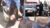 اعتراض زرتشت احمدی راغب به «پادگانی» کردن ایران و «اعلام جنگ» حکومت به زنان: خاموش نمی‌مانیم