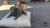 Turkey’s proposal to kill stray dogs sparks outrage