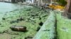 Gobierno y expertos acuerdan plan “inmediato” por “el verdín” en el mayor lago de Venezuela