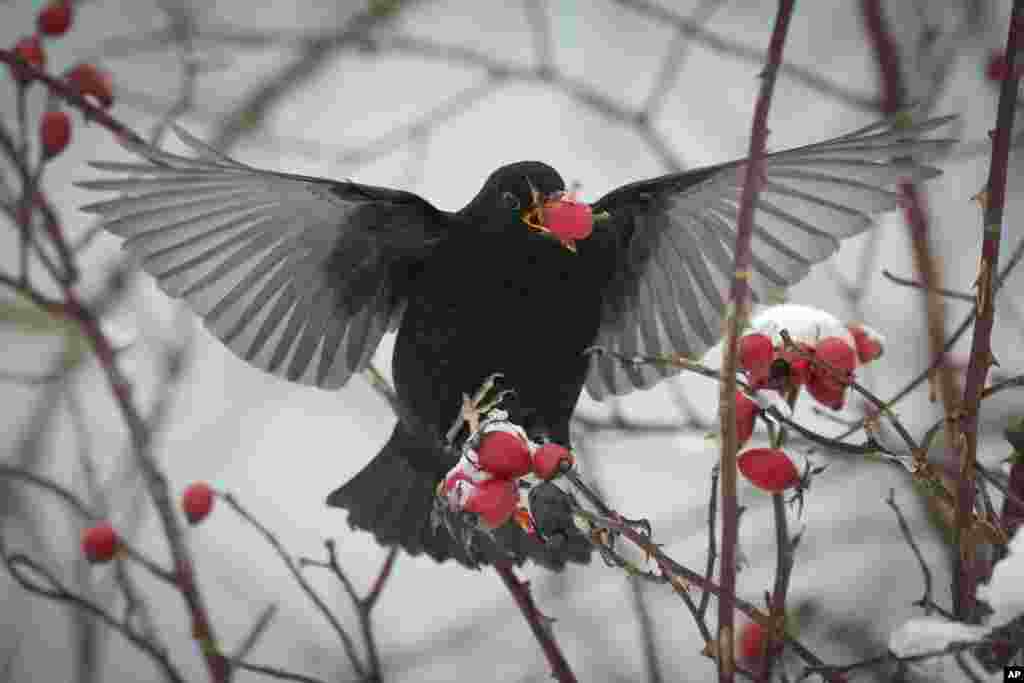 A blackbird feeds on a tree in city park in Tallinn, Estonia.