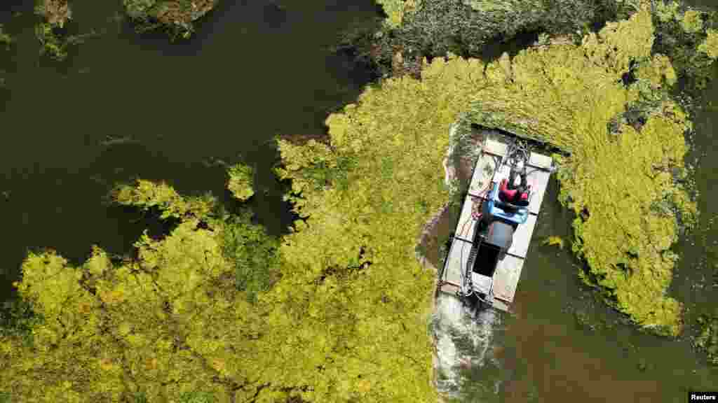 An amphibious reaper machine cuts algae which cover the Canal de Saint-Quentin after recent heatwaves, in Vaucelles, France.