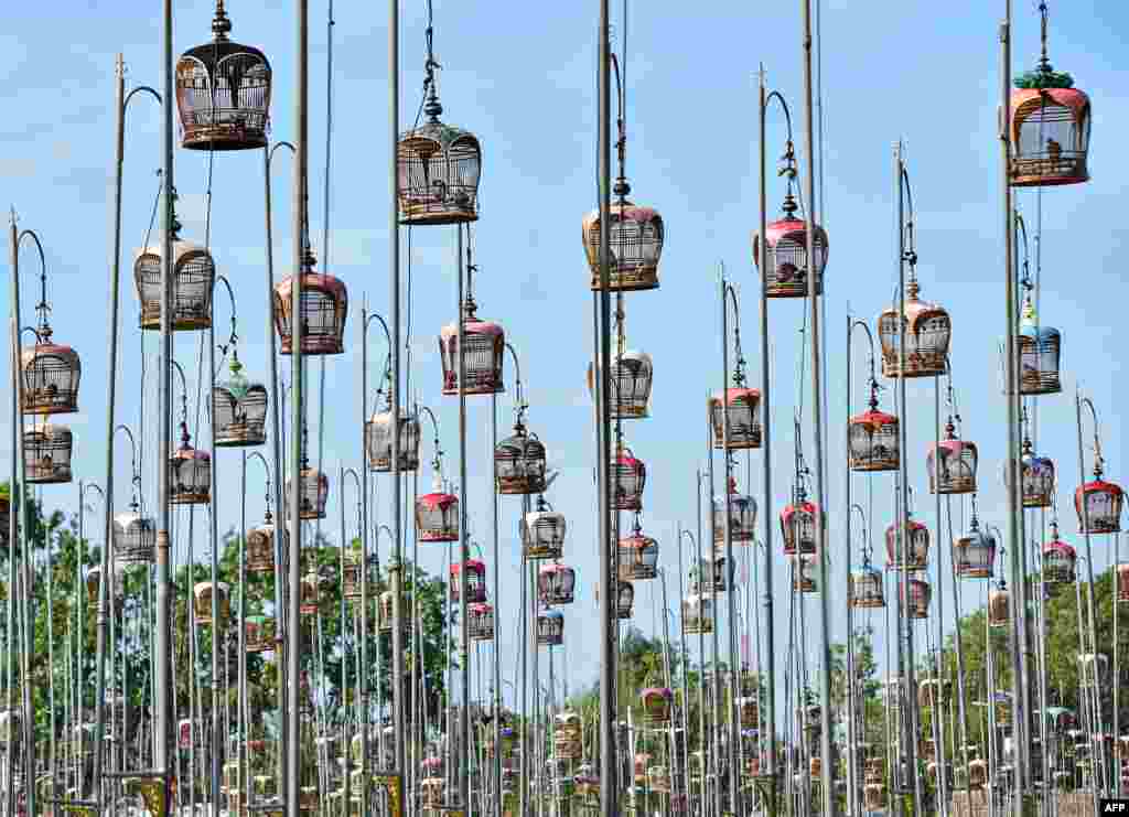 Birds sit in cages during a bird singing competition in Thailand's southern province of Narathiwat. Some 2,000 birds from Thailand, Malaysia and Singapore entered in the annual contest.