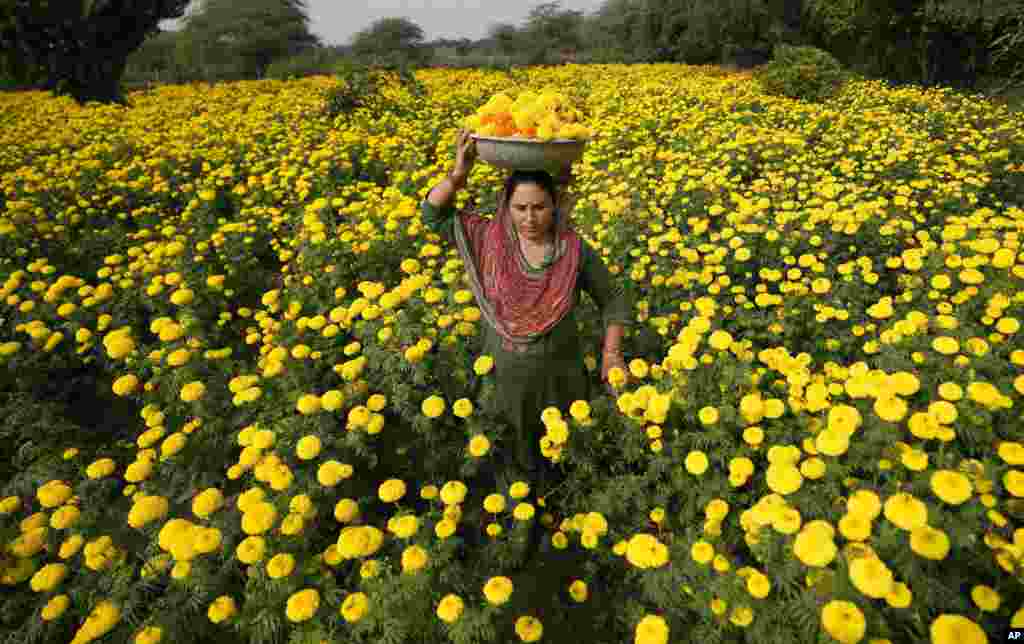 A woman collects marigold flowers to be used for rituals and decorations ahead of Diwali Festival on the outskirts of Jammu, India.