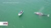 Aumenta la población de ballenas grises en costas mexicanas
