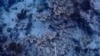 Hot Seawater Hurts Coral Restoration Effort in Florida Keys