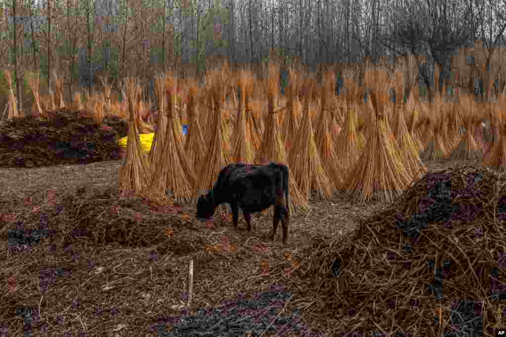A calf feeds from a pile of the cover of wicker sticks on the outskirts of Srinagar, Indian-controlled Kashmir.