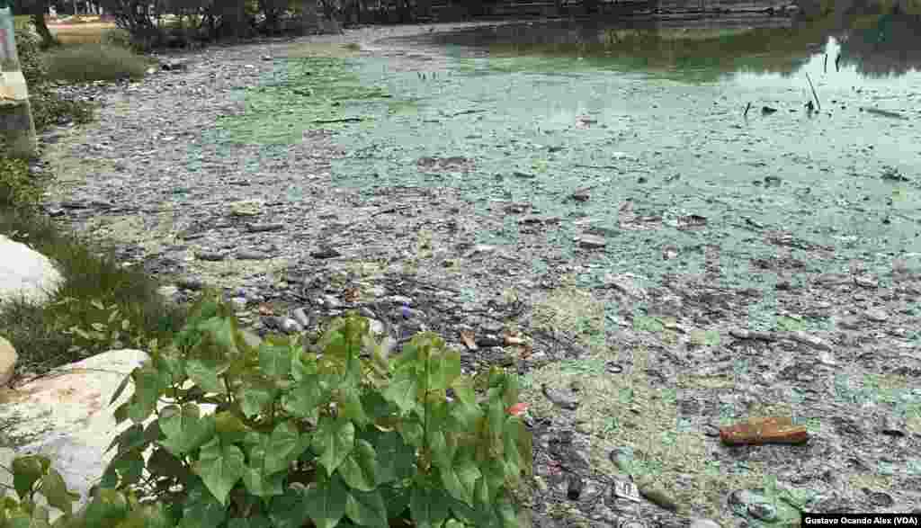 La descomposición del "verdín" y desechos de todo tipo en las costas del Lago de Maracaibo en el Parque La Marina genera un olor pestilente, exacerbado por la humedad y las altas temperaturas.