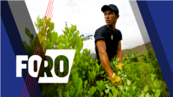 Foro (Radio): Política antidrogas de EEUU y el impacto de la coca en Colombia