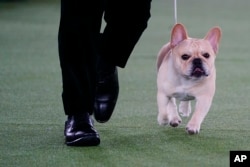 FILE - Winston, a French bulldog, competes at the 146th Westminster Kennel Club Dog Show, June 22, 2022 in Tarrytown, N.Y. (AP Photo/Frank Franklin II)