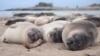 Study: Elephant Seals Sleep Only Two Hours a Day