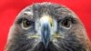 Men Charged With Killing 3,600 Birds to Sell on Black Market 