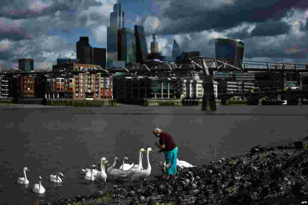 A person stands with a group of swans on the bank of the River Thames with the City of London financial district in the distance.