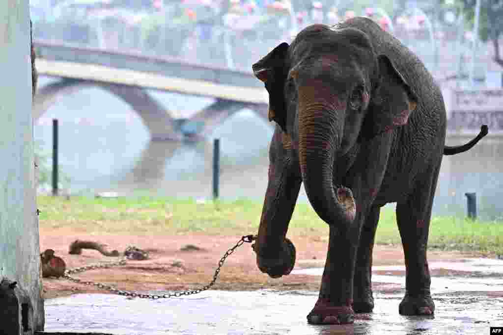 An elephant with a shackled leg is pictured at the Hanoi Zoo in Hanoi, Vietnam. Legs in iron chains and unable to roam freely, the treatment of two elderly elephants at the Hanoi public zoo has drawn outrage from animal lovers across Vietnam.