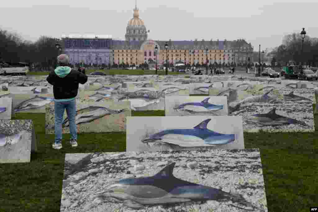An onlooker stands amid 400 life-size placards depicting dolphins displayed on the Esplanade des Invalides in Paris, by members of animal rights group "Ligue pour la Protection des Oiseaux" (League for the Protection of Birds) to denounce the numerous deaths of dolphins caused by net fishing practices in France's Gulf of Gascogne. 