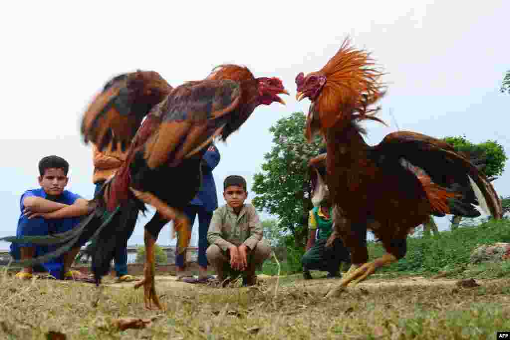 Children watch a pair of cocks fight at a village some 20 kms from Jalandhar.