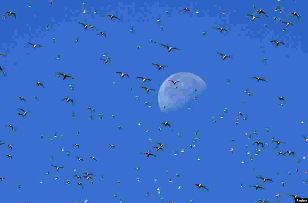 Gulls circle in the sky as thousands of wading birds, including Knot and Oystercatcher, move onto dry sandbanks during the month's highest tides at The Wash estuary, near Snettisham in Norfolk, Britain.