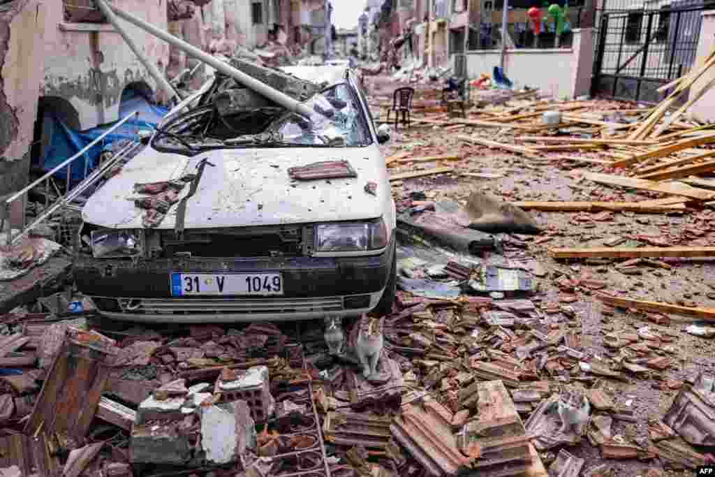 Cats sit in front of a destroyed car on a damaged street after a 6.4-magnitude quake hit the Hatay province in southern Turkey, in Antakya.
