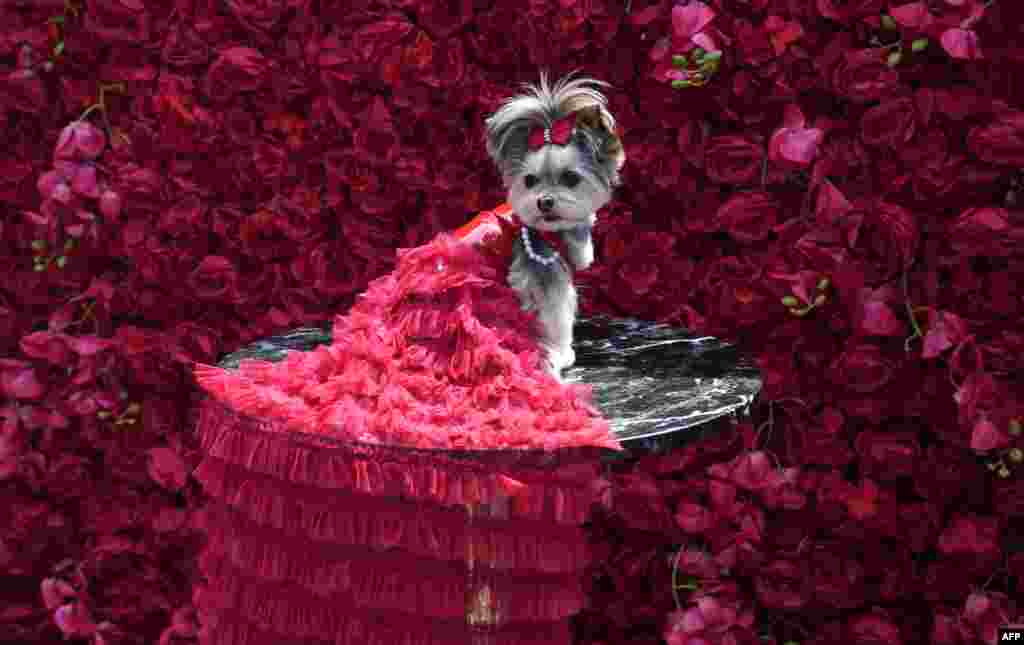 Livie, a Morkie dressed as Salma Hayek, poses during the The Pet Gala in New York City, May 22, 2023. The Pet Gala recreates outfits from the Met Gala for animals.