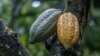 FILE - Cocoa pods grow at a farm in Mampong, Ghana, on June 14, 2019. Flooding in December 2023 and heatwaves in early 2024 hit Ghana and Ivory Coast farmers hard and contributed to the price of cocoa tripling.