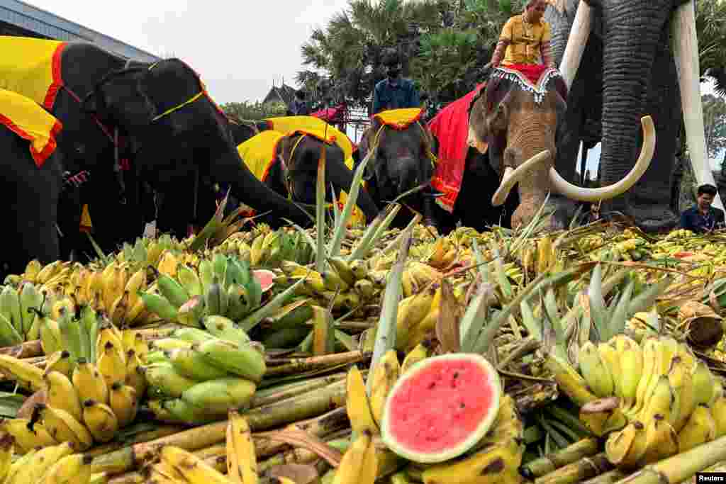 Elephants enjoy a "buffet" of fruit and vegetables during Thailand's National Elephant Day celebration at Nong Nooch Tropical Garden in Pattaya.