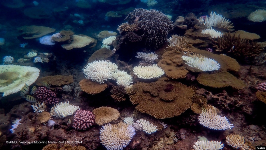 Coral reefs bleach in the Great Barrier Reef as scientists conduct in-water monitoring in Martin Reef, March 16, 2024, in this handout obtained by Reuters on April 12, 2024. (Australian Institute of Marine Science/Veronique Mocellin/ Handout via Reuters)