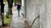 Una mujer se resguarda de la lluvia con un paraguas mientras camina por una calle del este de Caracas el 30 de mayo de 2023. 