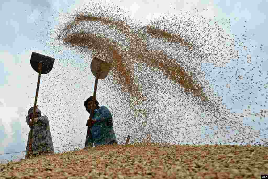 Laborers separate grains of wheat from the husk at a wholesale grain market in Amritsar, India.