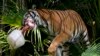 Un tigre de la Malasia llamado Api lleva en la boca un hueso bovino en un bloque de hielo en el Palm Beach Zoo & Conservation Society, en West Palm Beach, Florida, el 18 de julio de 2024.