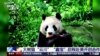 Yun Chuan y Xin Bao son los primeros pandas que han ingresado a EEUU en 21 años. A partir de ahora, vivirán en el Zoológico de San Diego por los próximos 10 años. 