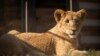 In conservation-conscious South Africa, some lions bred to be shot 