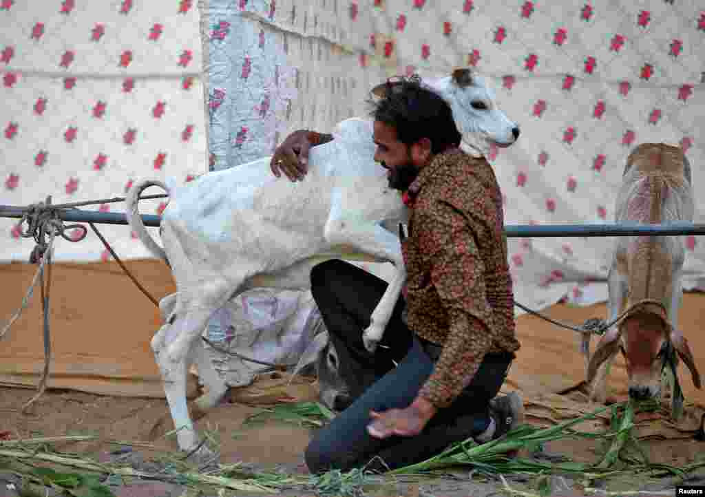 A man hugs a calf as part of celebrations to mark "Cow Hug Day" on the occasion of Valentine's Day at a cow shelter in Ahmedabad, India.
