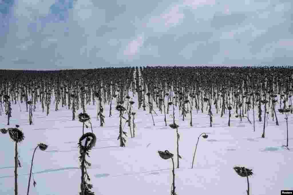 Wilted sunflowers are seen in a field near Bahmut, Donetsk region, Ukraine.