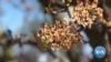 How Climate Change Is Tormenting Fruit Growers 