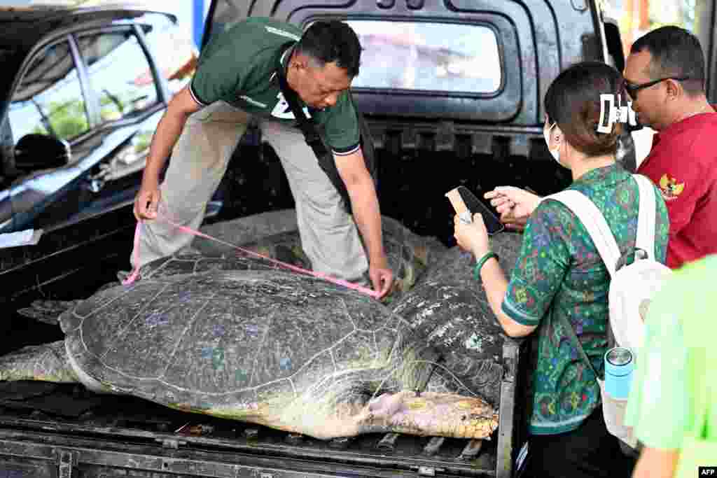 A man measures a large green turtle at a Marine Police office in Denpasar on Indonesia's resort island of Bali. The Indonesian Marine Police thwarted the smuggling of 11 green turtles in the West Bali National Park area, Melaya District, Jembrana Regency. 