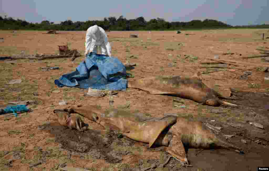 A researcher from the Mamiraua Institute for Sustainable Development retrieves dead dolphins from Tefe lake that has been affected by the high temperatures and drought in Tefe, Amazonas state, Brazil, Oct. 2, 2023.