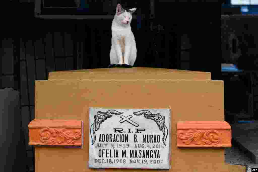 A cat sits on a tomb at Manila North cemetery on All Saints Day in Manila, Philippines.