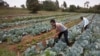 FILE - Workers cultivate cabbages at a farm near Nairobi, Kenya, on Jan. 17, 2018. A court on Oct. 12, 2023, dismissed a case challenging the importation of genetically modified foods, worrying agriculture groups about the impact on Kenyan farmers.