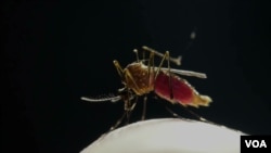 ARCHIVO - El mosquito transmisor del dengue se repropuduce en aguas estancadas y la enfermedad impacta de gran manera en centros urbanos a lo largo y ancho de América Latina.