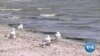 Saving California’s Salton Sea: No Easy Answers 