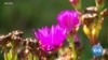 Thousands of Citizen Scientists Document Urban Plants, Animals 