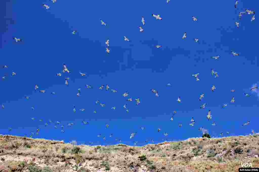 Çarpanak Island or Ktuts Island