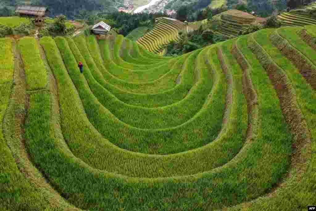 This aerial photograph shows terraced rice fields in northern Vietnam's Mu Cang Chai district.