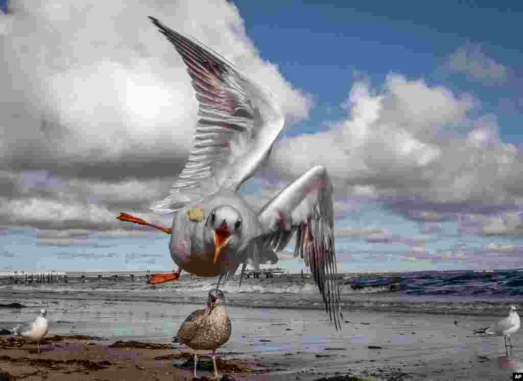 A seagull flies to catch a piece of bread thrown by a tourist at the Baltic Sea in Timmendorfer Strand, northern Germany, Oct. 17, 2020.