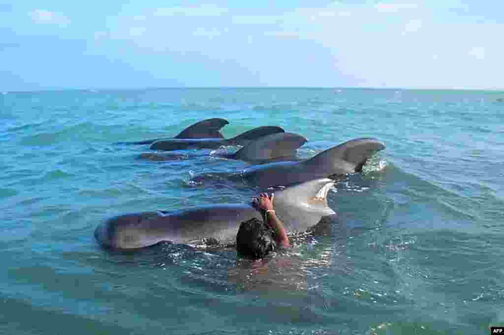 A Sri Lankan fisherman pushes back stranded pilot whales into the deep water in the northwestern coast of Kudawa, Feb. 11, 2023.