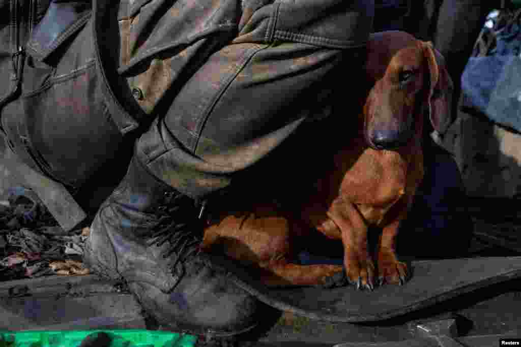 A dog named Chip sits next to a Ukrainian serviceman who repairs a tank near the frontline town of Bakhmut, amid Russia's attack on Ukraine, in Donetsk region, Ukraine.