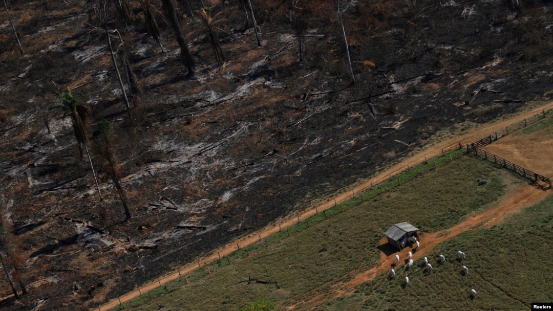 FILE - Cows graze on deforested Amazon rainforest next to another tract recently cleared and burned near the city of Novo Progresso, Brazil, in 2013. 