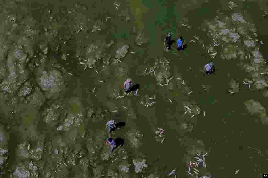 Men searches for fish that are still alive to eat, as dead fish agglomerate on the shore of the Salado river in Buenos Aires province, Argentina, Jan. 22, 2023.