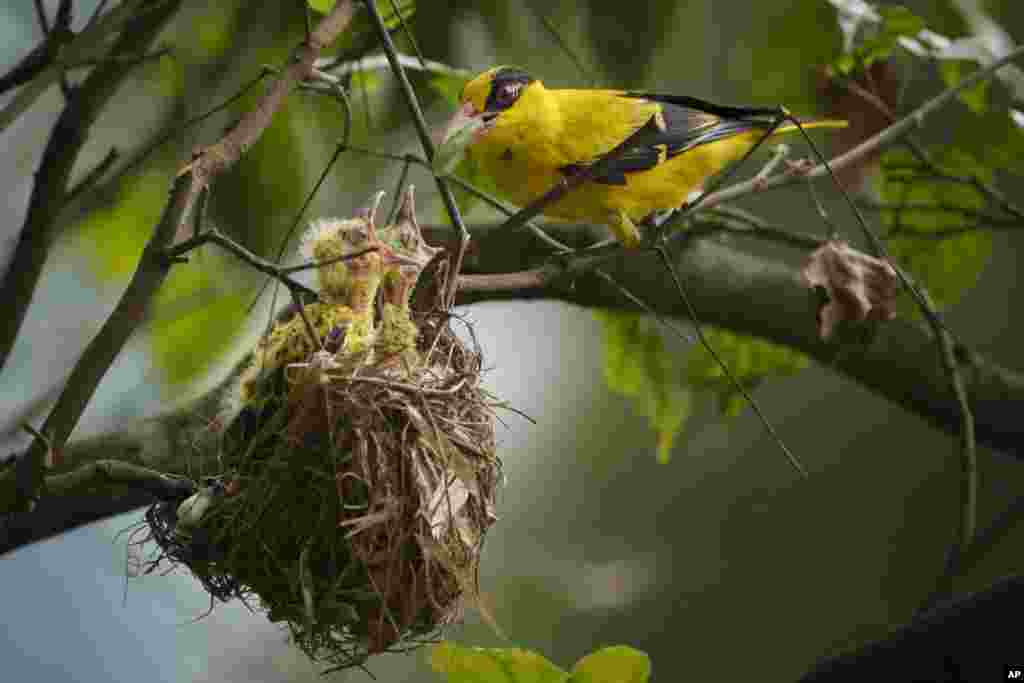 A black-naped oriole feeds an caterpillar to its two chicks in their nest in Kuala Lumpur, Malaysia.